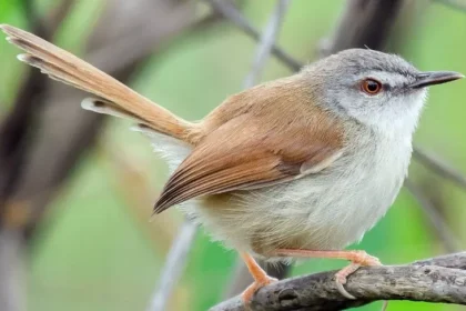 Burung Prenjak Lumut: Keunikan Suaranya dan Gerakannya Menjadi Lebih Jarang Dijumpai di Alam