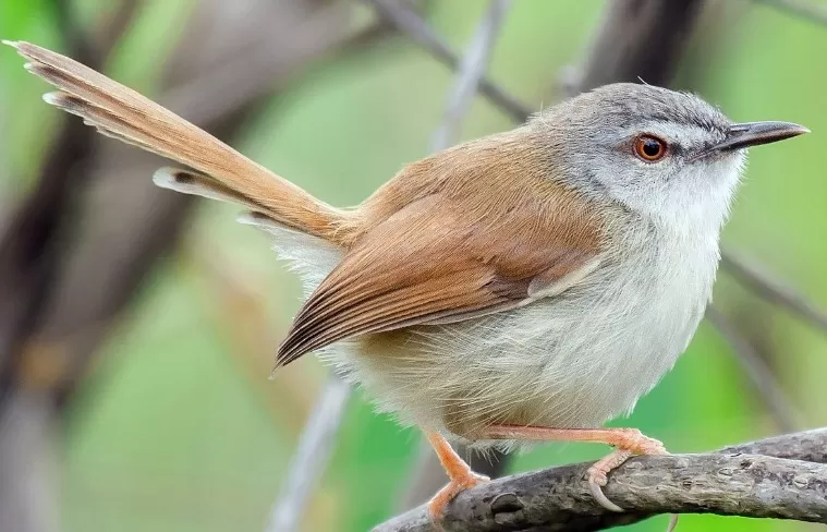 Burung Prenjak Lumut: Keunikan Suaranya dan Gerakannya Menjadi Lebih Jarang Dijumpai di Alam