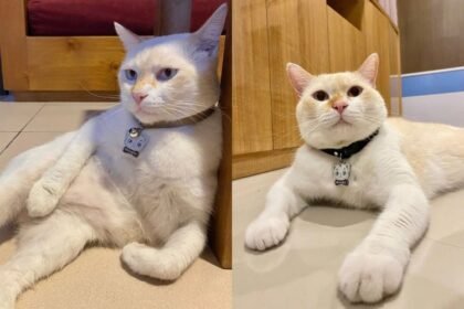 Kelucuan Unik Kucing Jantan: Mengky dan Miko Cinta Duduk Nyender, Milo Tidur dengan Bantal Spesial
